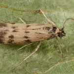 Homoeosoma sinuella - Vijačka skorocelová 23-18-02