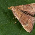 Hypsopygia rubidalis - Vijačka červenohnedá 18-43-01