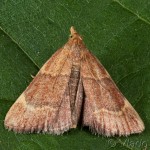 Hypsopygia rubidalis - Vijačka červenohnedá 18-44-09