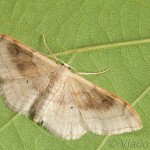 Idaea degeneraria - Piadica premenlivá 20-36-05