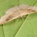 Idaea degeneraria - Piadica premenlivá 20-39-26