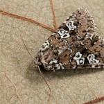 Lamprosticta culta - Mora trnková 13-56-22