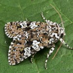 Lamprosticta culta - Mora trnková 18-54-21