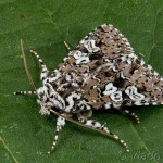 Lamprosticta culta - Mora trnková 18-56-04
