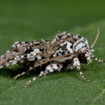 Lamprosticta culta - Mora trnková 18-58-04