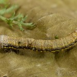 Lycia zonaria - Piadivka bielopása 20-59-36