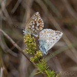 Lysandra bellargus - Modráčik ďatelinový IMG_5148