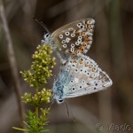 Lysandra bellargus - Modráčik ďatelinový IMG_5150