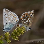 Lysandra bellargus - Modráčik ďatelinový IMG_5159