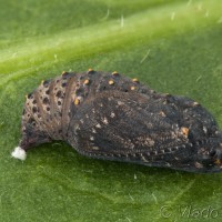 Melitaea cinxia - Hnedáčik mriežkovaný 22-21-18