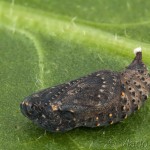 Melitaea cinxia - Hnedáčik mriežkovaný 22-22-56