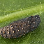Melitaea cinxia - Hnedáčik mriežkovaný 22-24-28