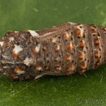 Melitaea phoebe - Hnedáčik nevädzový 22-30-21