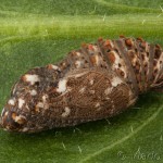 Melitaea phoebe - Hnedáčik nevädzový 22-31-39