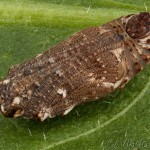 Melitaea phoebe - Hnedáčik nevädzový 22-33-10