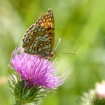 Melitaea phoebe - Hnedáčik nevädzový IMG_7765