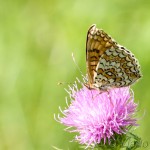 Melitaea phoebe - Hnedáčik nevädzový IMG_7767