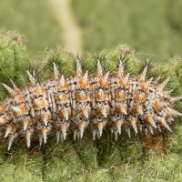 Melitaea trivia - Hnedáčik divozelový 18-42-10
