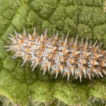 Melitaea trivia - Hnedáčik divozelový 18-43-25