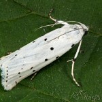 Myelois circumvoluta - Vijačka štetková 18-08-15