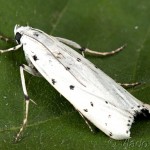 Myelois circumvoluta - Vijačka štetková 18-09-12