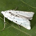 Myelois circumvoluta - Vijačka štetková 18-11-11