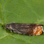 Pammene rhediella - Plodokaz Rheedeho 20-53-42