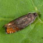 Pammene rhediella - Plodokaz Rheedeho 20-56-26