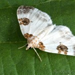 Plemyria rubiginata - Piadivka dvojfarebná 19-11-01