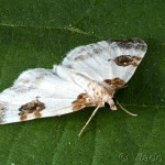 Plemyria rubiginata - Piadivka dvojfarebná 19-13-35