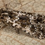 Polymixis polymita - Mora krkošková 15-17-54