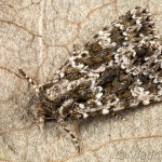 Polymixis polymita - Mora krkošková 15-19-17