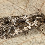Polymixis polymita - Mora krkošková 15-20-33