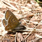 Polyommatus bellargus - Modráčik ďatelinový IMG_6347