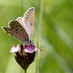 Polyommatus bellargus - Modráčik ďatelinový IMG_6363