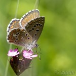 Polyommatus bellargus - Modráčik ďatelinový IMG_6367