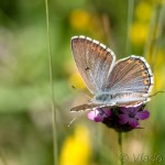 Polyommatus bellargus - Modráčik ďatelinový IMG_6371