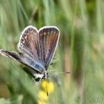 Polyommatus bellargus - Modráčik ďatelinový IMG_6382