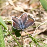 Polyommatus bellargus - Modráčik ďatelinový IMG_6384