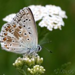 Polyommatus bellargus - Modráčik ďatelinový IMG_7860