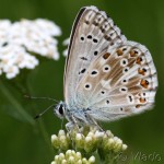 Polyommatus bellargus - Modráčik ďatelinový IMG_7861