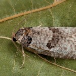 Pseudeulia asinana - Obaľovač včasný 20-33-27