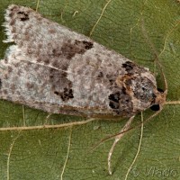 Pseudeulia asinana - Obaľovač včasný 20-36-46