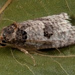 Pseudeulia asinana - Obaľovač včasný 20-38-46