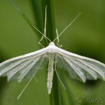 Pterophorus pentadactyla - Pierkavec povojový IMG_0035