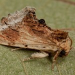 Ptilodon cucullina - Chochlatka brekyňová 15-15-32