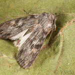 Scotochrosta pulla - Mora tmavá 18-35-19