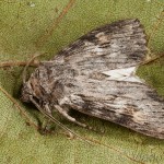 Scotochrosta pulla - Mora tmavá 18-42-37