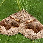 Scotopteryx moeniata - Piadivka hrotitá 19-58-20
