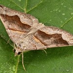 Scotopteryx moeniata - Piadivka hrotitá 20-01-29